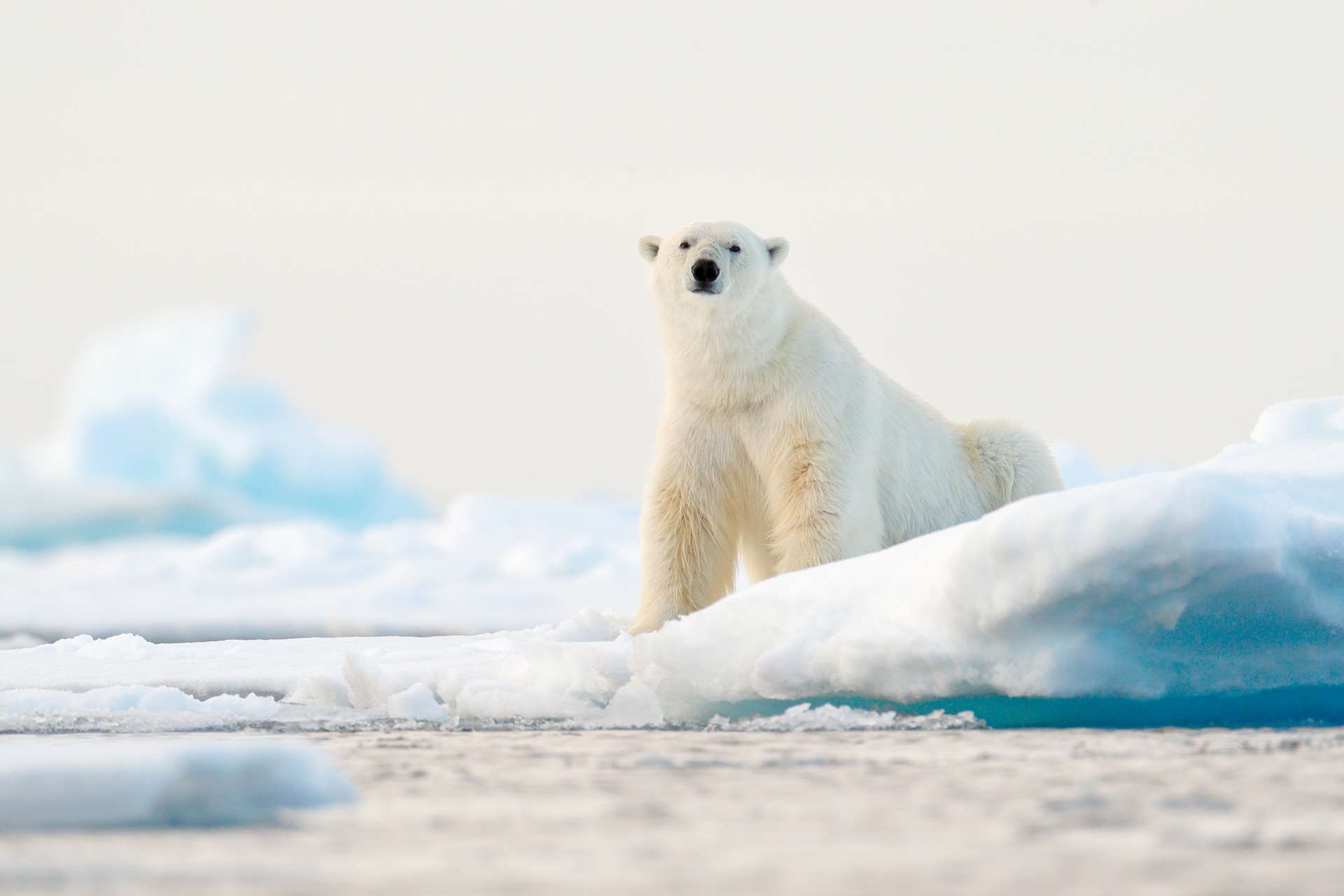 Plan your Arctic trip today