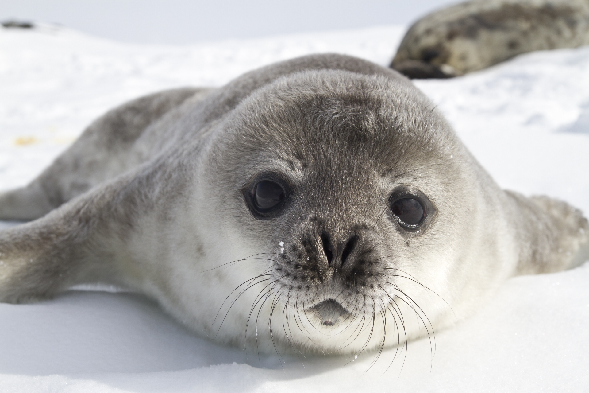 Imagine Antarctica