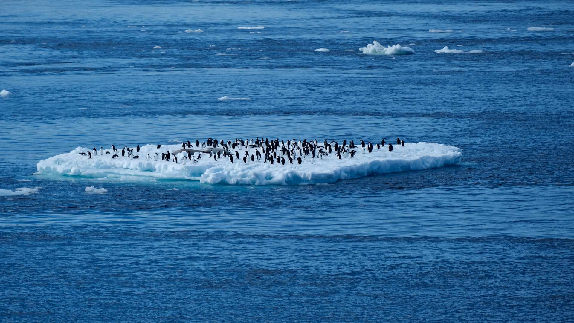 Wild Encounters: Antarctic Peninsular & The Weddell Sea