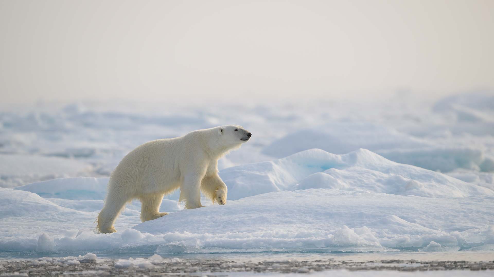 Svalbard Wildlife Expedition 