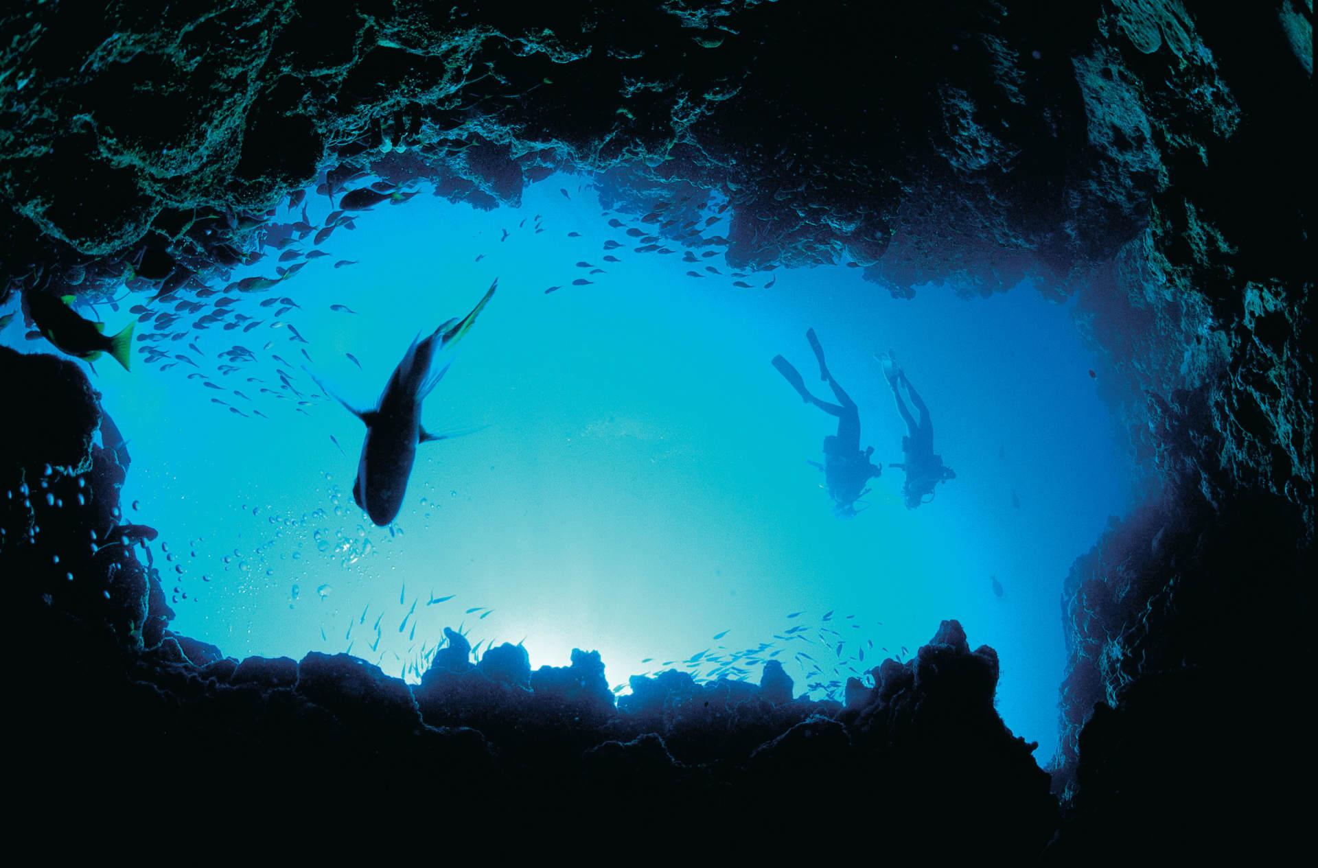 Wild Encounters: Outback, Rainforest and Reef 