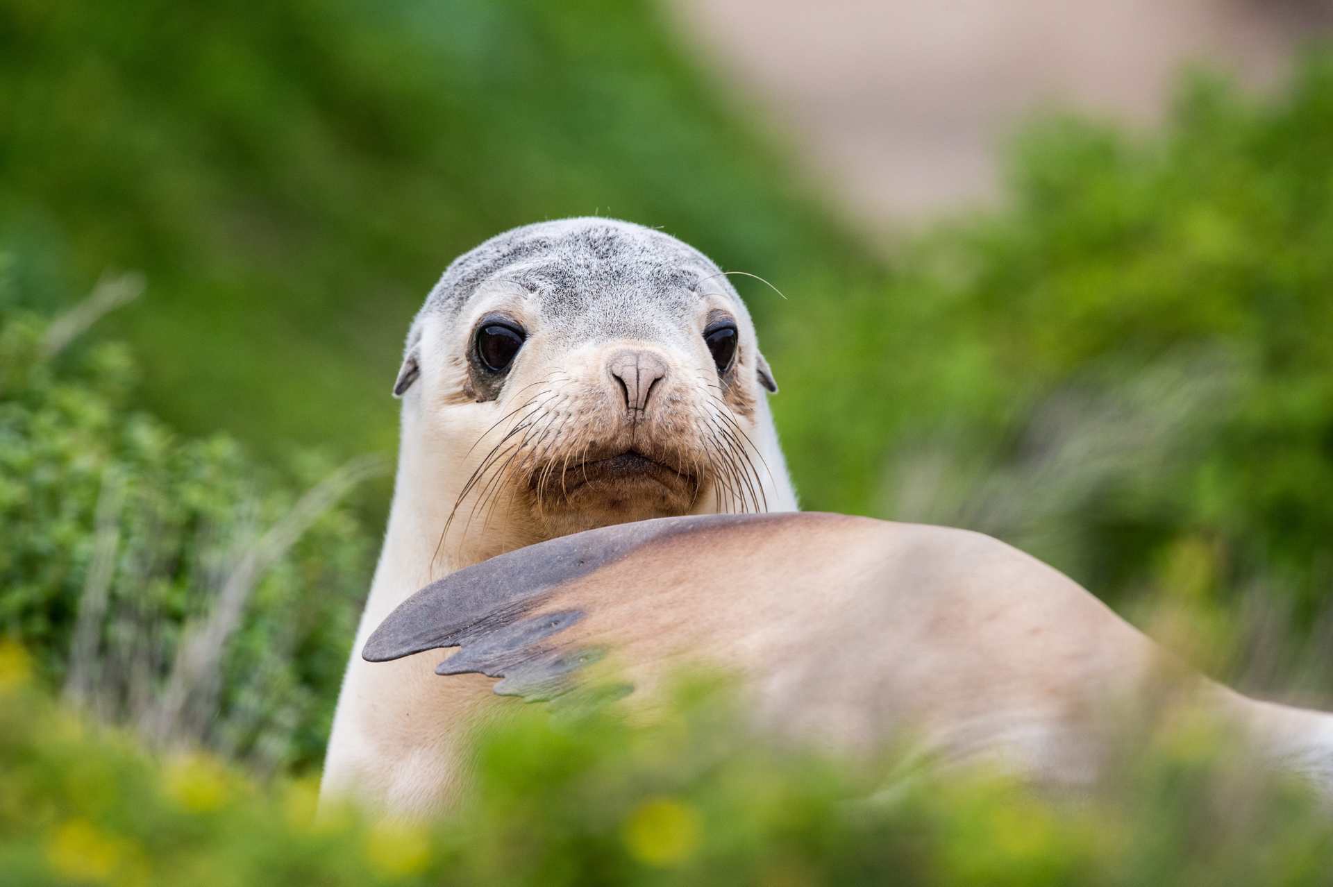 Wild Encounters: South Australia 