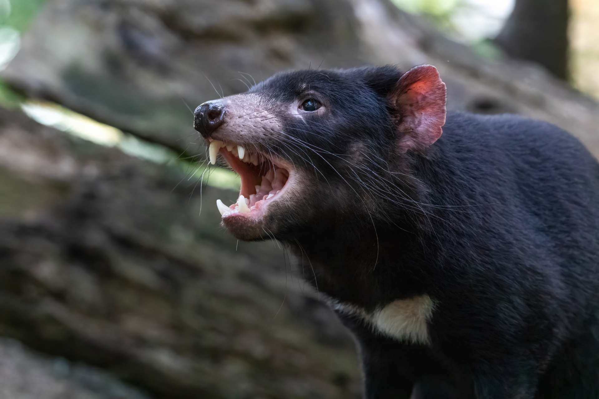 Wild Encounters: Tasmania Wildlife and Conservation 