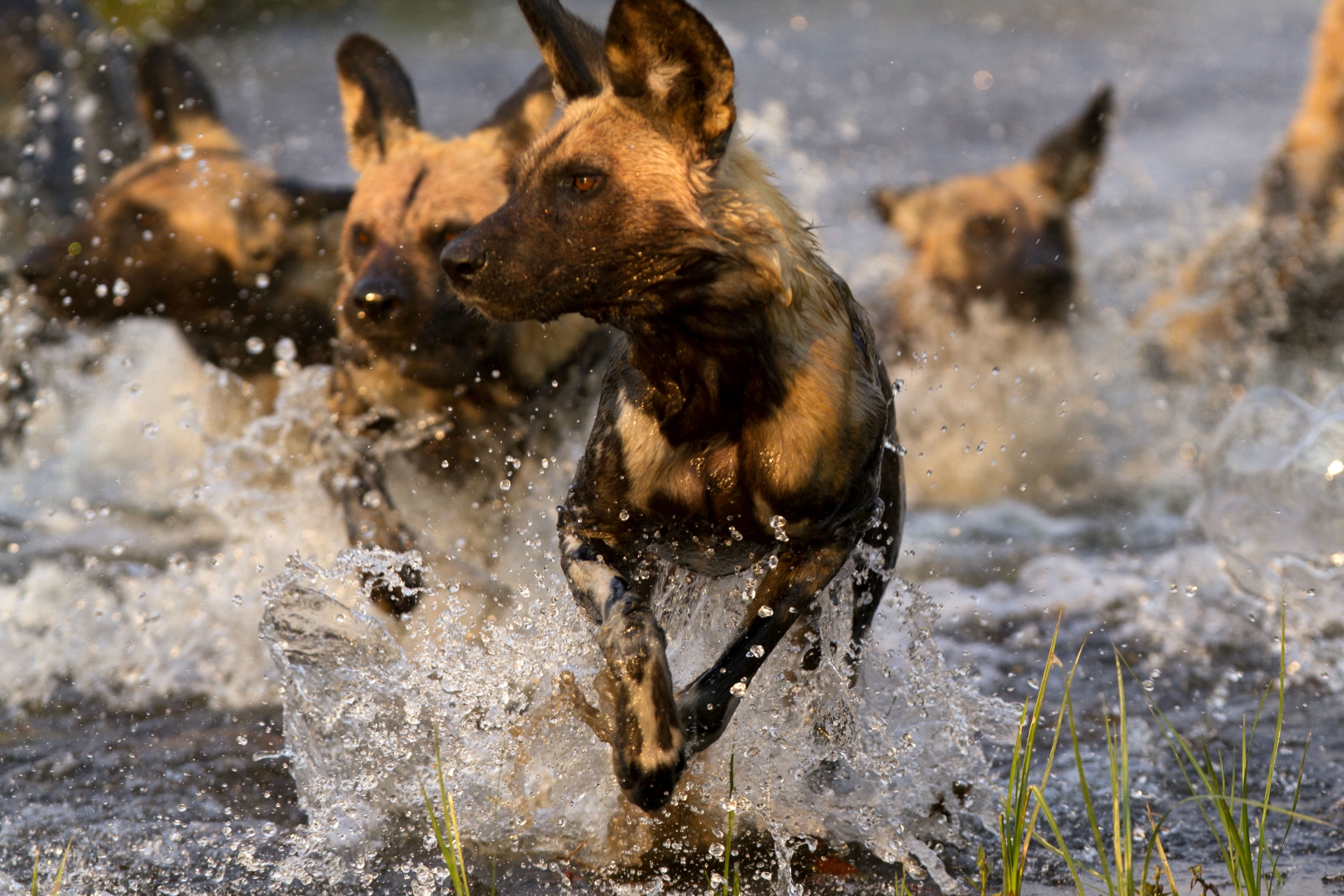 Wild Botswana