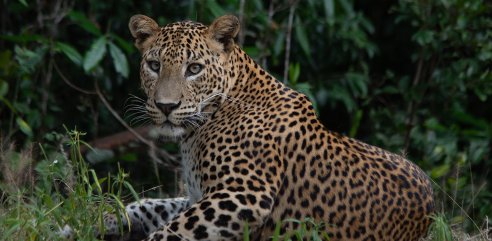 Leopard Safaris
