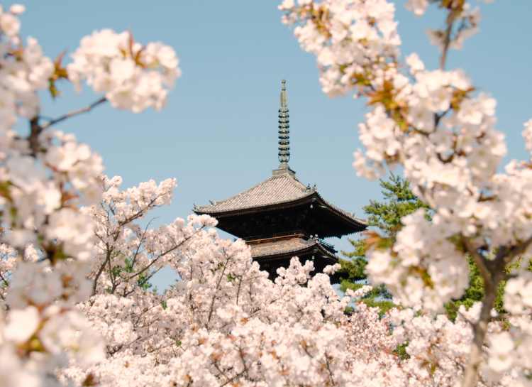 Cherry Blossoms in Japan