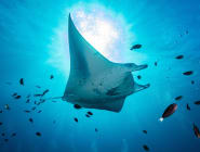 Baa Atoll