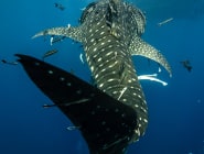 South Ari Atoll