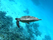 Raa Atoll