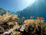 Sharm el Sheikh