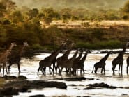 Maasai Mara and Southern Kenya