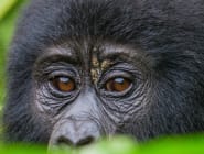 Nyungwe Forest National Park