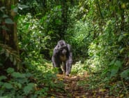 Bwindi Impenetrable Forest