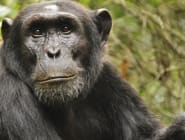 Kibale Forest and Semliki Wildlife Reserve