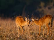 Kafue and western Zambia