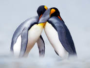 Antarctica