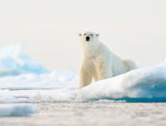 Arctic
