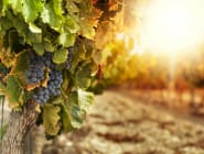 Mendoza Wine Region