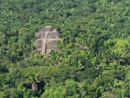 Belizean Jungle
