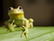 Peruvian Amazon