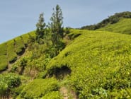 Cameron Highlands & Central Malaysia