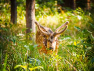 Bardia National Park