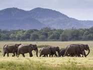 Sri Lanka's National Parks