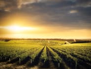 Barossa Valley
