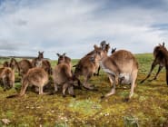 Kangaroo Island
