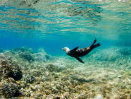 Islas Ispiritu Santo