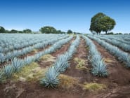 Tequila