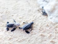 Tortuguero