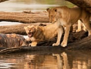 Ruaha National Park