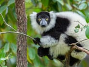 Ranomafana National Park