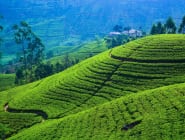 Nuwara Eliya