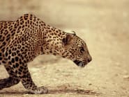 Yala National Park