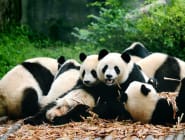 Chengdu