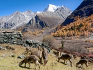 Daocheng Yading
