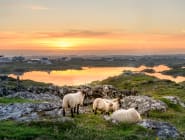 Connemara