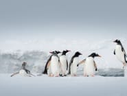Polar