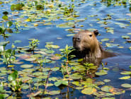 Ibera Wetlands