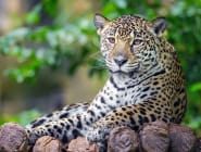 Pantanal