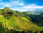 Chiang Rai