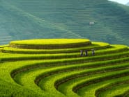 Mu Cang Chai
