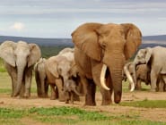 Eastern Cape Game Reserves