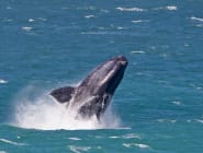 Hermanus