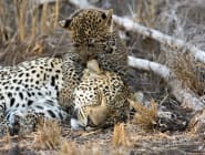 Kruger National Park