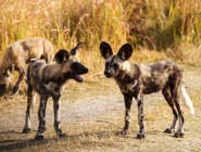 Madikwe Game Reserve