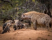 Makalali Game Reserve