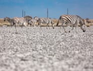 Makgadikgadi Pans